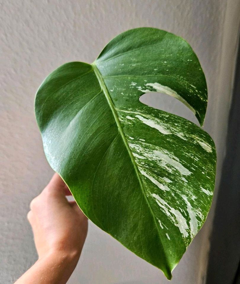 Monstera deliciosa variegata in Berlin