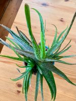 Diverse Aloe Vera Pflanzen, Zimmerpflanze Mecklenburg-Vorpommern - Wismar Vorschau