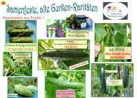 ♥ BIO Alte samenfeste Gurken,Samen,Raritäten Gemüse,Tulpenstolz Eimsbüttel - Hamburg Schnelsen Vorschau
