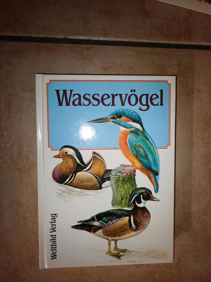 Wasservögel in Contwig