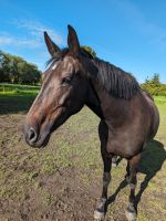 Reitbeteiligung zu vergeben(Pferd sucht Mensch) Sachsen-Anhalt - Stedten Vorschau