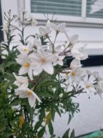 Zimmerpflanzen Jasmin Clivia Strelizie Nordrhein-Westfalen - Reichshof Vorschau