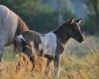 Islandpferd, Isi, Isländer, Stute, Schecke, Farbwechsler Lüneburger Heide - Neuenkirchen Vorschau