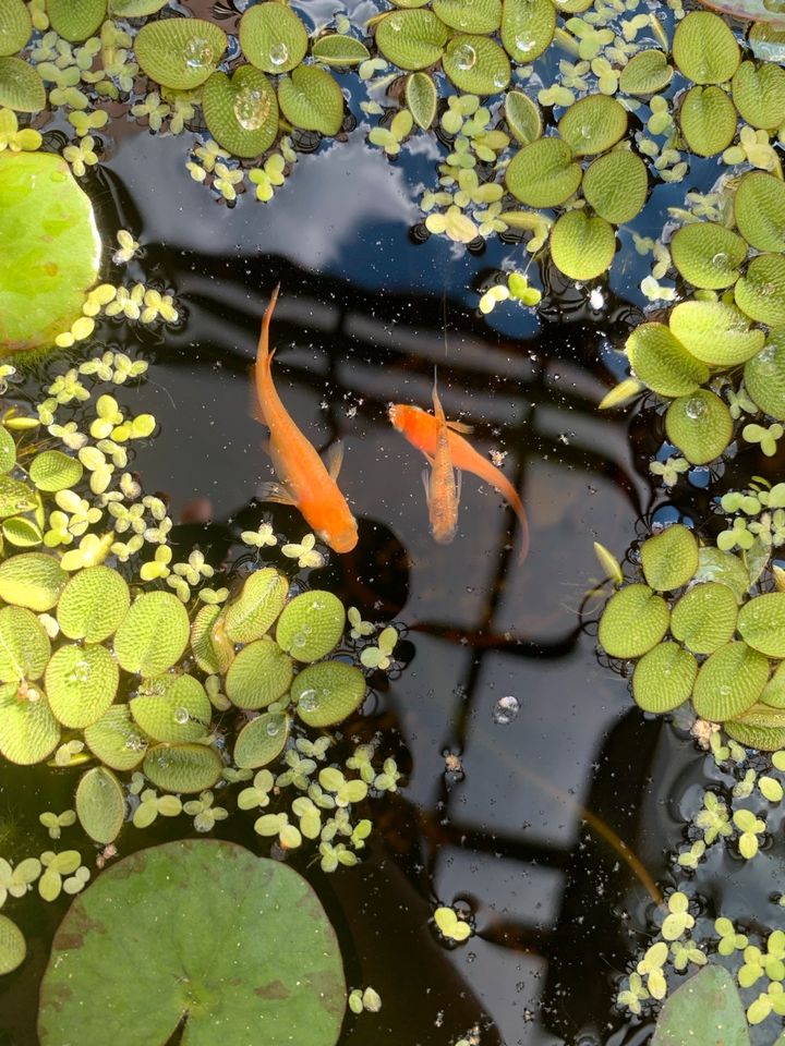 Medaka Mix orange red Eier Fischeier Reisfische Mini-Koi Teich in Wallenhorst