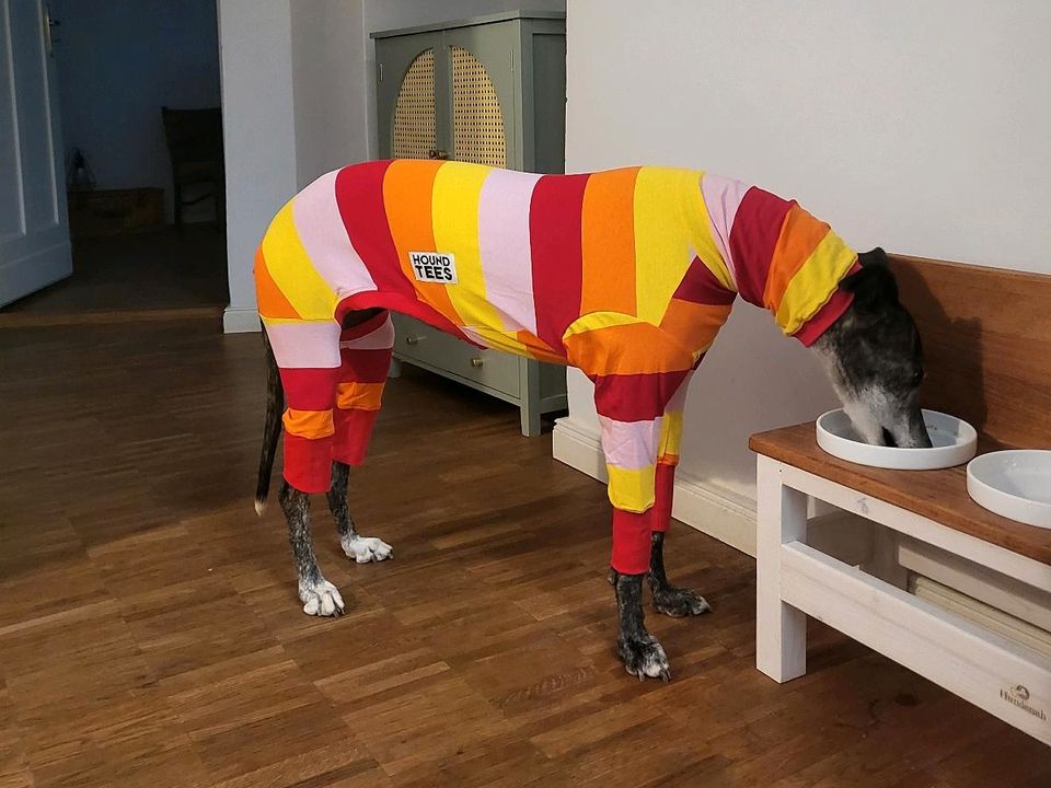Houndtees // Hunde-Pullover in Berlin