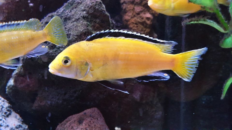Yellow Labidochromis caeruleus "Goldener Buntbarsch“ Cichlid in Bochum