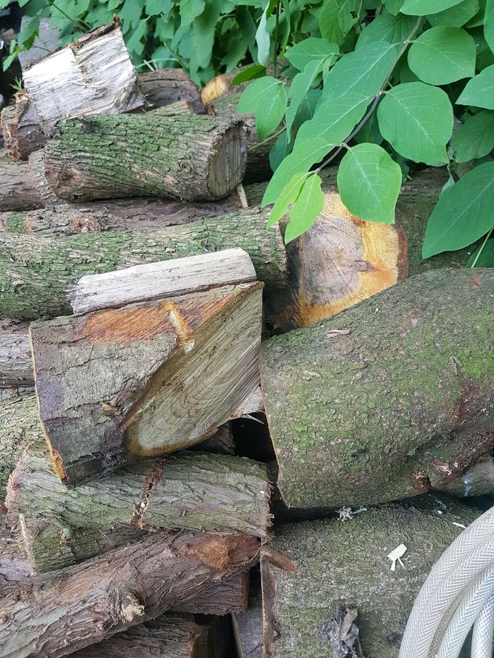 Rest brennholz in Bünde