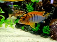 Labidochromis hongi Malawi Buntbarsch Baden-Württemberg - Sauldorf Vorschau