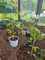 Verschiedene Tomatenpflanzen je ab 1  € Nordrhein-Westfalen - Augustdorf Vorschau