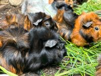 Rosettenmeerschweinchen Mädels Brindle Schwarz-Rot Sachsen - Frankenberg (Sa.) Vorschau