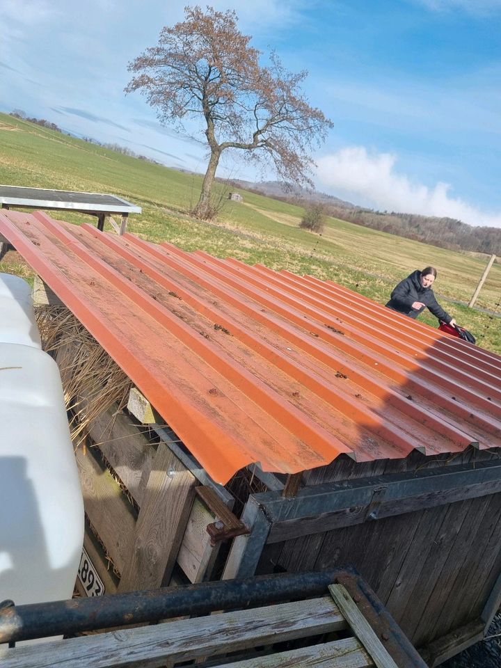 Transportkiste Schafe / Ziegen / Schweine in Hilders