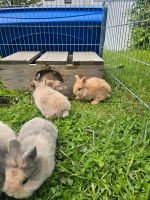 Löwenkopf Kaninchen Babys abzugeben Rheinland-Pfalz - Neuwied Vorschau