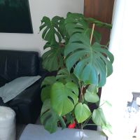 Monstera Deliciosa Fensterblatt Pflanze ca. 100 cm München - Thalk.Obersendl.-Forsten-Fürstenr.-Solln Vorschau