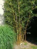 gelber Bambus Nordrhein-Westfalen - Tönisvorst Vorschau