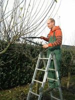 Baum- und Strauch - Obstbaumschnitt, Baumfällung, in PI + HH West Kreis Pinneberg - Halstenbek Vorschau