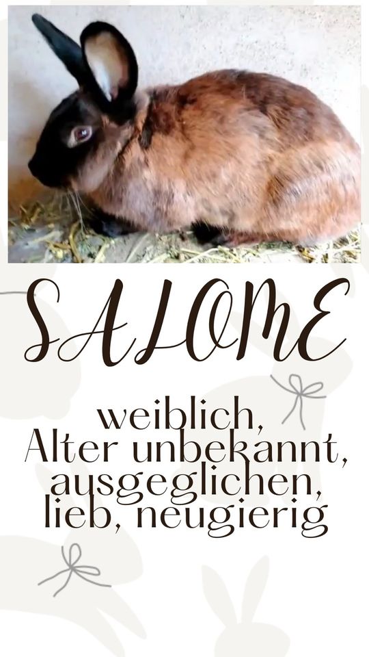 Vermittlung von Kaninchen,Katzen,Meerschweinchen,Schafe in Greußen