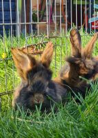 Hase Kaninchen Barthase Bartkaninchen Sachsen - Bernsdorf b Hohenstein-Ernstthal Vorschau