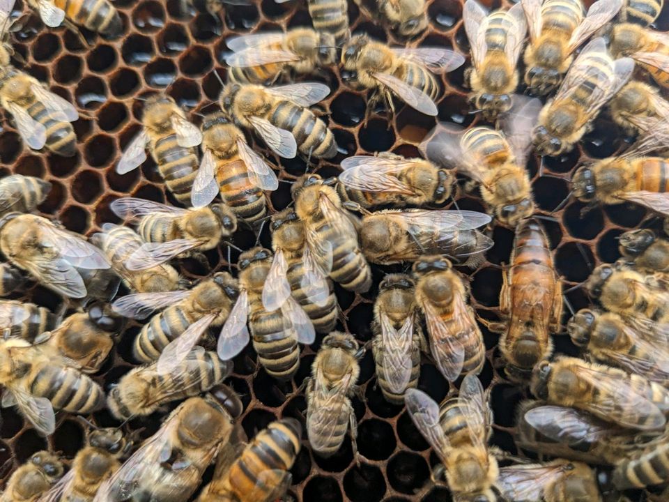 Bienen zu verkaufen Zandermaß in Offenburg