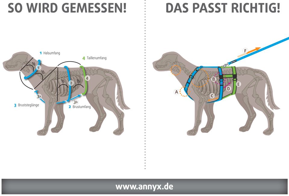 NEU AnnyX Gr. S + M  Limited Edition Hundegeschirr schwarz gelb in Dümmer