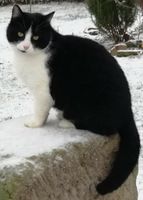 Katze schwarz weiß entlaufen vermisst Döbeln Präbschütz Sachsen - Zschaitz-Ottewig Vorschau