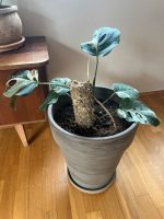 Etablierte Monstera variegata Mutterpflanze mit Topf Sachsen - Dohna Vorschau