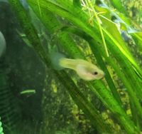 Guppy Endler Weibchen, 4 Tiere 1€ Wuppertal - Oberbarmen Vorschau