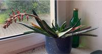 Zimmer Pflanze, pflegeleicht * Sukkulente * Gasteria carinata Thüringen - Jena Vorschau