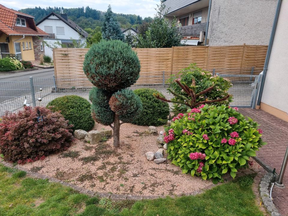 Gärtner. Biete Arbeiten rund ums Haus, Hof und Garten an in Saarbrücken