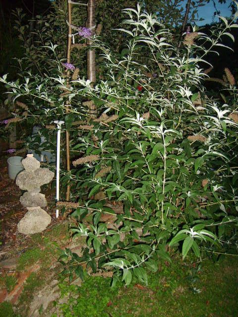 4 x Sommerflieder Buddleja davidii, Schmetterlingsflieder getopft in Frickingen