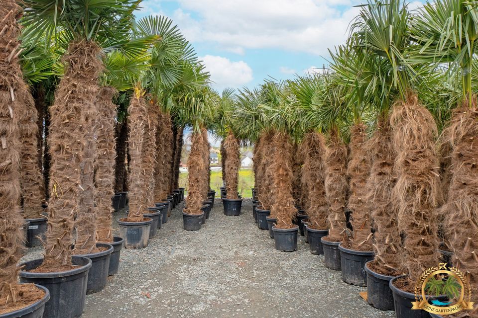 Trachycarpus Fortunei 130cm große Hanfpalme mit Pflanzenpass in Parkstein