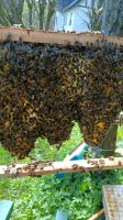 Buckfastbienen auf Dadant Nordrhein-Westfalen - Reichshof Vorschau