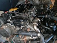 Range Rover L322 3.0 Diesel TD6 130KW 177PS Motor Engine Nordrhein-Westfalen - Harsewinkel Vorschau