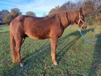 Unverbrauchter Curly Horse Hengst mit vollen Papieren Kreis Ostholstein - Schönwalde Vorschau