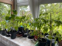 Tomaten pflanzen, verschiedene Sorten von Fleischtomaten Niedersachsen - Wallenhorst Vorschau