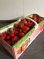 2.5kg frisch gepflückte Erdbeeren Dresden - Striesen-West Vorschau