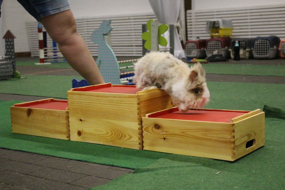 Probetraining Kanin-Hop & Kaninchen-Agility in Oelde