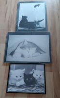 Katzenbilder im Glasrahmen Niedersachsen - Eystrup Vorschau