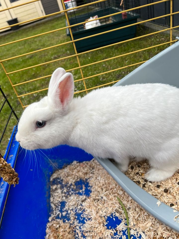 Zwei weiße Kaninchen 4 und 5 Monate alt suchen neues zu Hause in Hamm