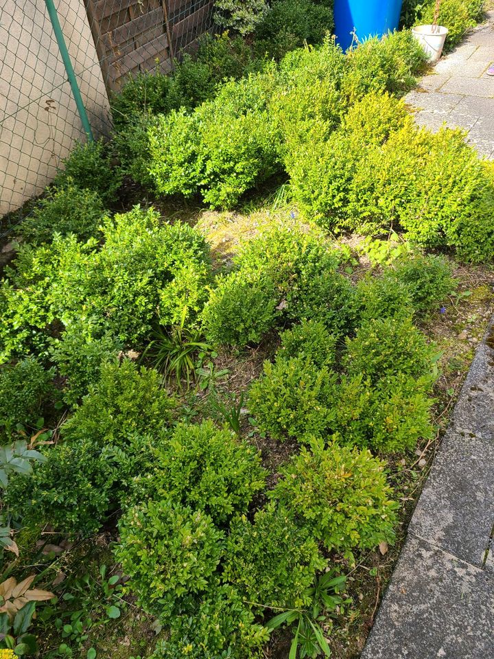 Buchsbaum Buchs Hecke Buchsbaumkugel ZU VERKAUFEN in Schwabach