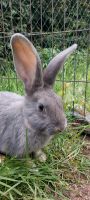 Deutsche Riese Kaninchen Zippe sehr hübsch !!! Niedersachsen - Uelzen Vorschau