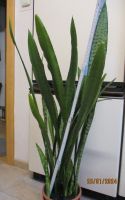 Sansevieria Bogenhanf Rheinland-Pfalz - Wissen Vorschau