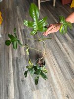 Philodendron Florida Beauty Pflanze Bayern - Bodenkirchen Vorschau