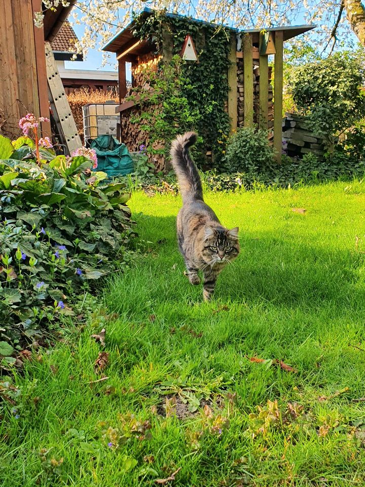 Katze Suki schmerzlich vermisst in Seevetal