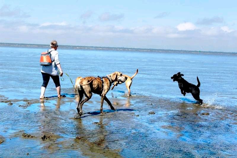 Hundegruppe in Wingst in Osten Oste