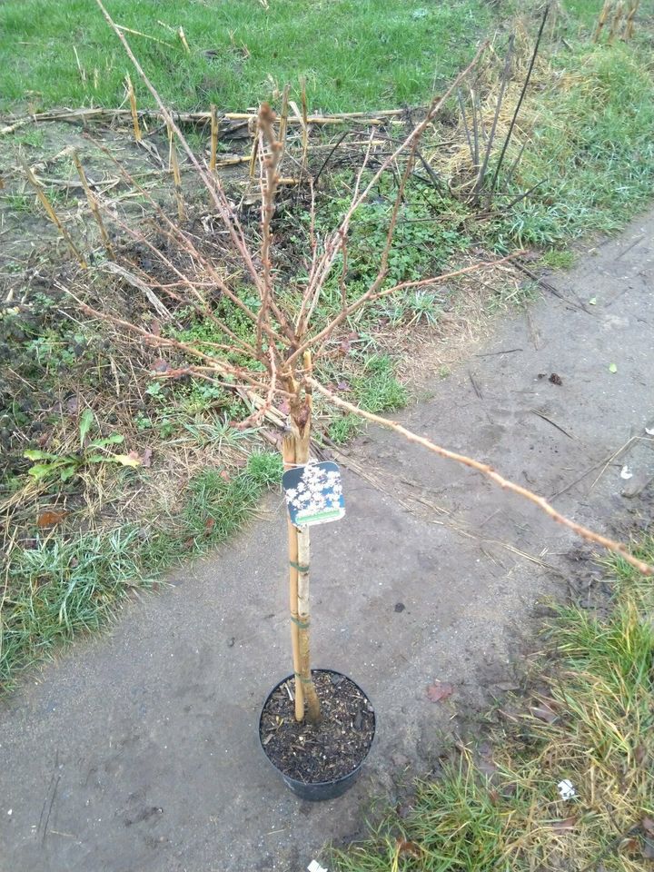 Japanische Zierkirsche / Hochstamm / Prunus Okame in Bocholt