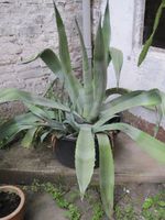 Agave Pflanze groß, mit einigen Ableger, ca 25 Jahre alt Hessen - Gießen Vorschau