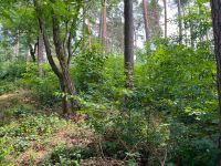 Provisionsfrei für den Käufer … wassernahes, grünes Fleckchen, ...MIT P0SITIVER BAUVORANFRAGE! Brandenburg - Stechlin Vorschau