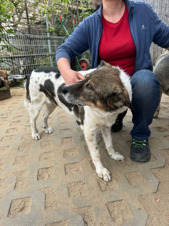 Freundliche LOTTI ❤️ aus dem Tierschutz sucht ihre Familie in Möckern