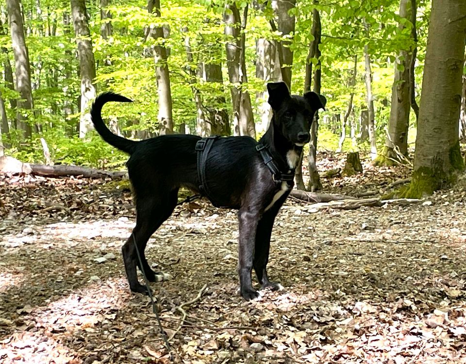 CANTRA Mischling Tierschutz Hund Hündin in Wehrheim