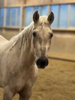 Reitbeteiligung Pferd sucht Reiter Bayern - Neumarkt-Sankt Veit Vorschau